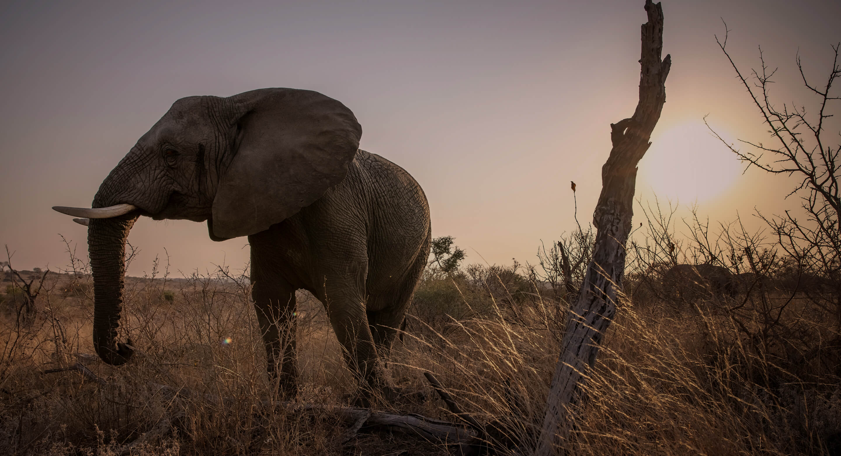 KHANYISA MEETS LUNDI – A FEMALE ELEPHANT FROM THE JABULANI HERD.