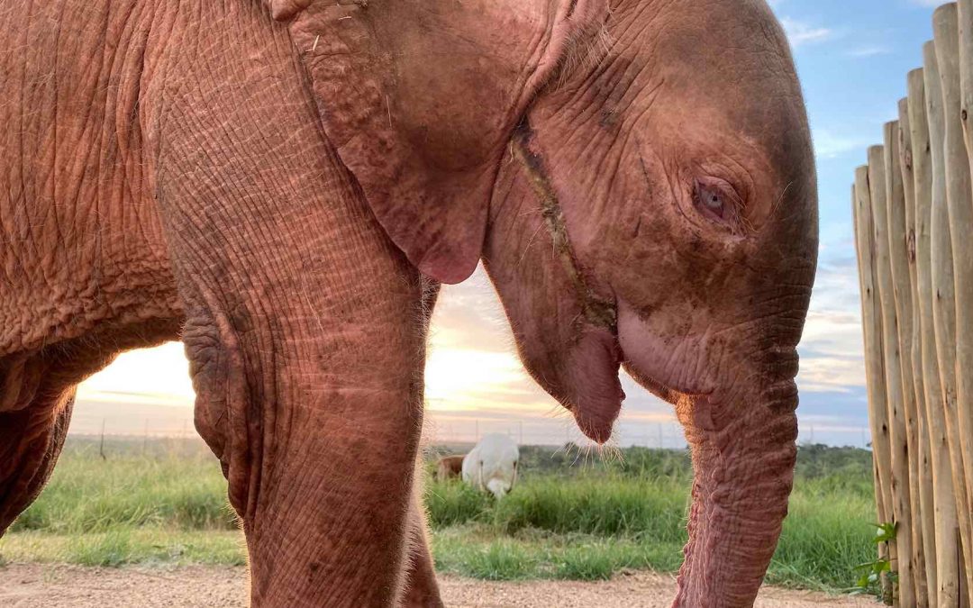 Albino Elephant Calf brought into our care at HERD.