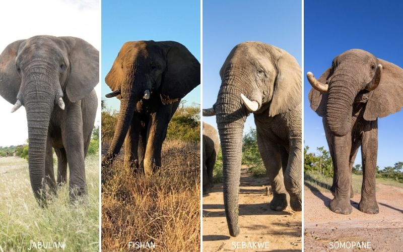 The Fatherly Figures in Khanyisa’s Elephant Family