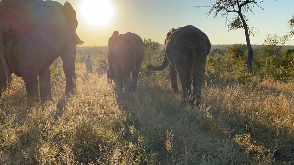 What it Takes to Care for Baby Elephants: #2 Family