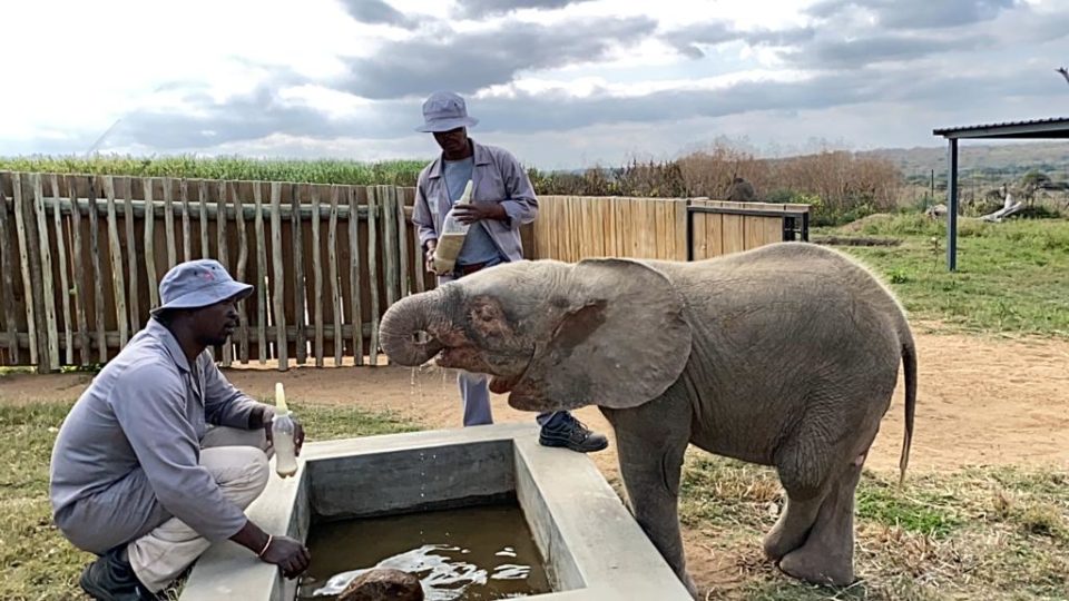 What it Takes to Care for Baby Elephants: #4 Milk