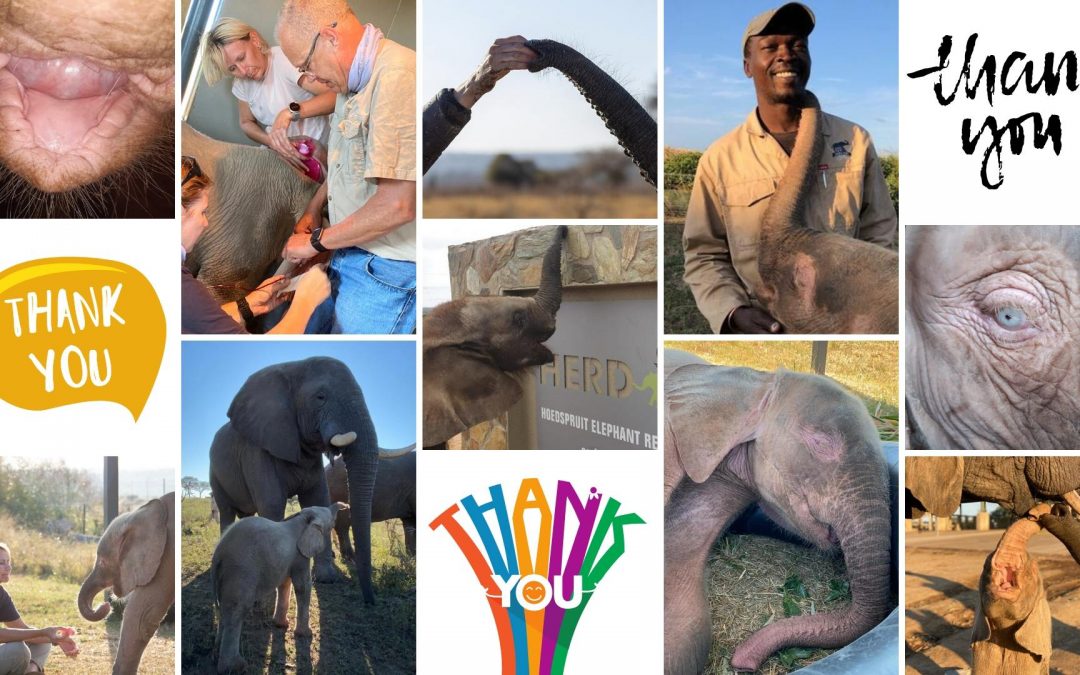 HERD’s GRATITUDE BLOG