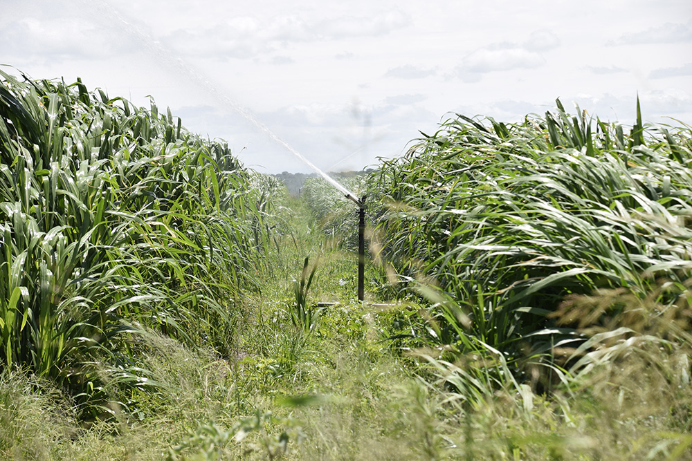 The Beauties of Bana Grass – aka “Elephant Grass”