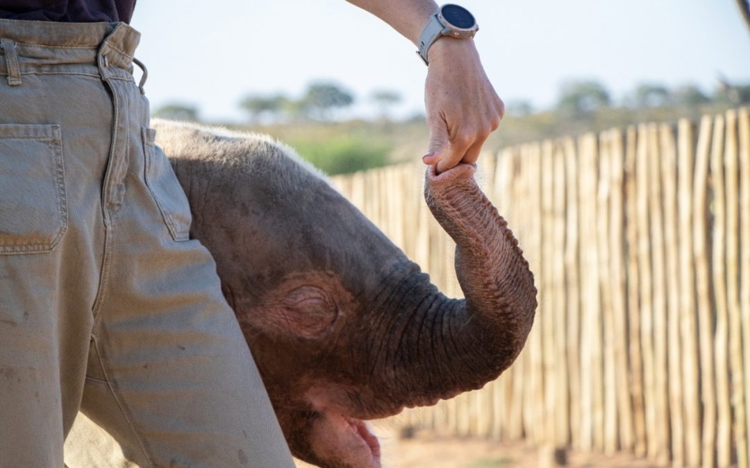 What it Takes to Care for Baby Elephants: #6 Funding