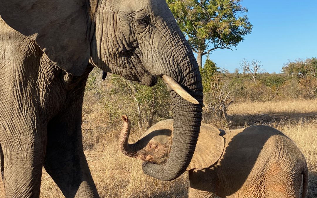 A True Survivor, Kumbura ~ An Orphan Successfully Integrated