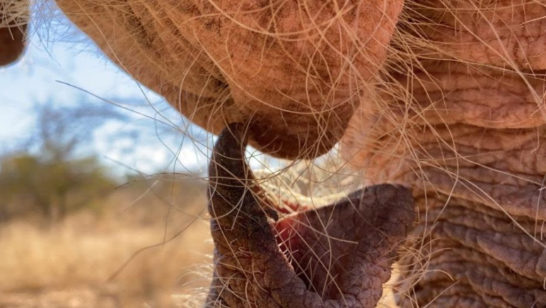 The Anatomy of an Elephant – Elephant Trunks!