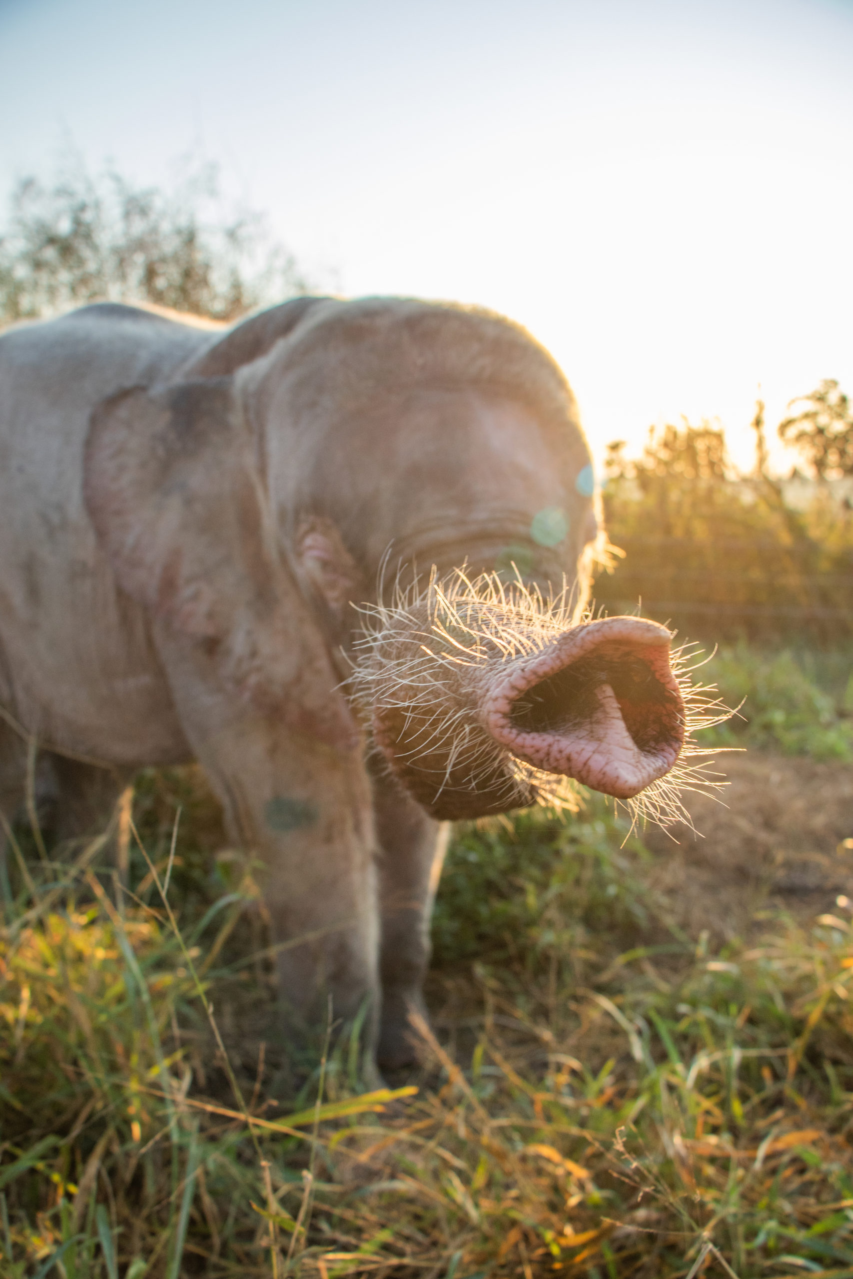 Khanyisa_s-Trunk-at-Sunrise-by-Ruan-Roos--scaled