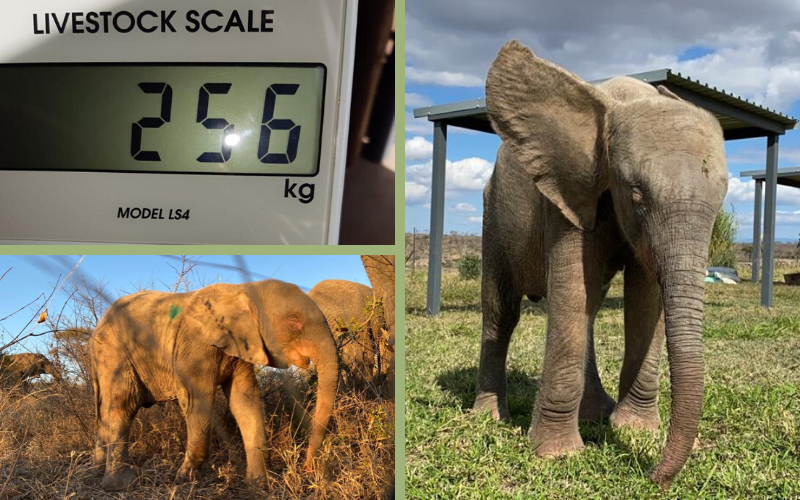 Orphaned Elephant Calf, Khanyisa’s Weight Tracker