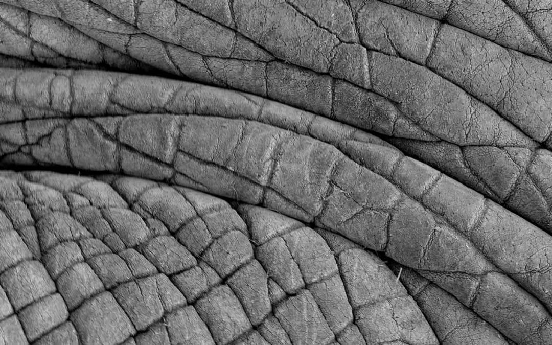 The Anatomy of an Elephant – Elephant Skin!