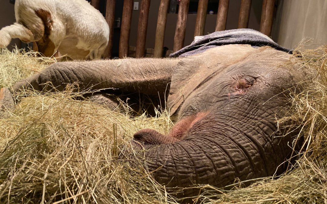 Let Sleeping Elephants Lie – How Elephants Sleep!