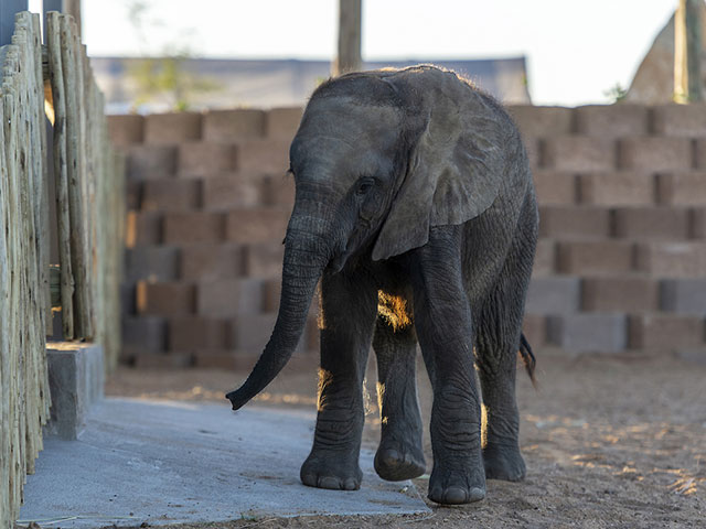Khanyisa’s Big Year | The Albino Elephant Calf’s One Year Anniversary at HERD