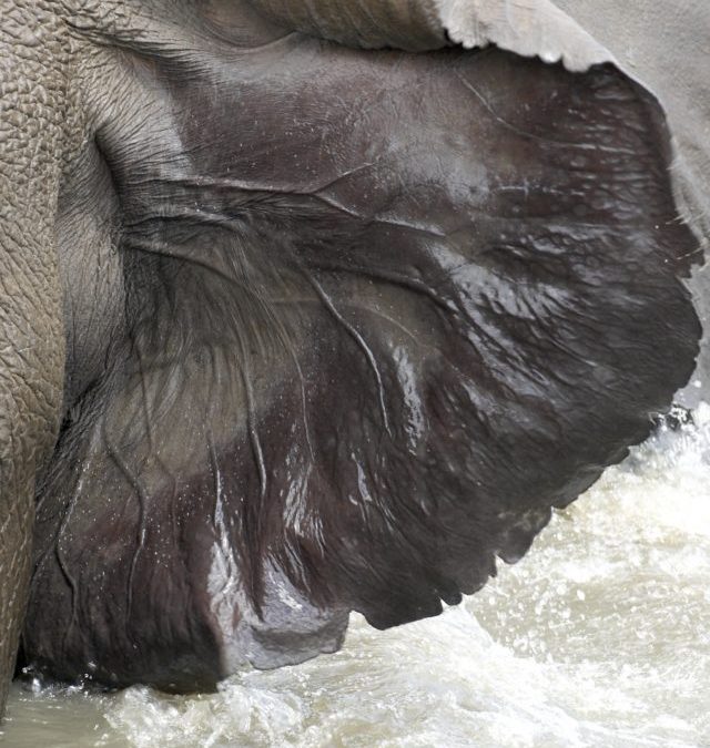 The Anatomy of an Elephant ~ The Elephant Ear
