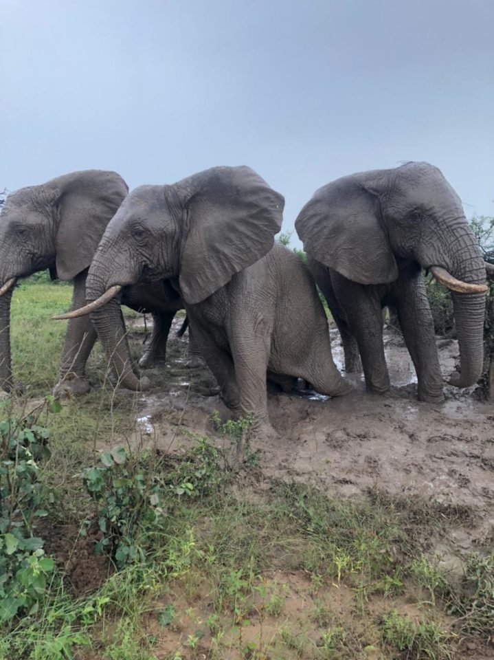 The Joys of African Elephants & Cool Wet Mud