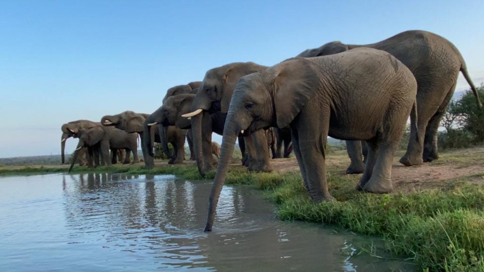 Elephant Relations – The Connection Between Elephants, Sea Cows & Dassies