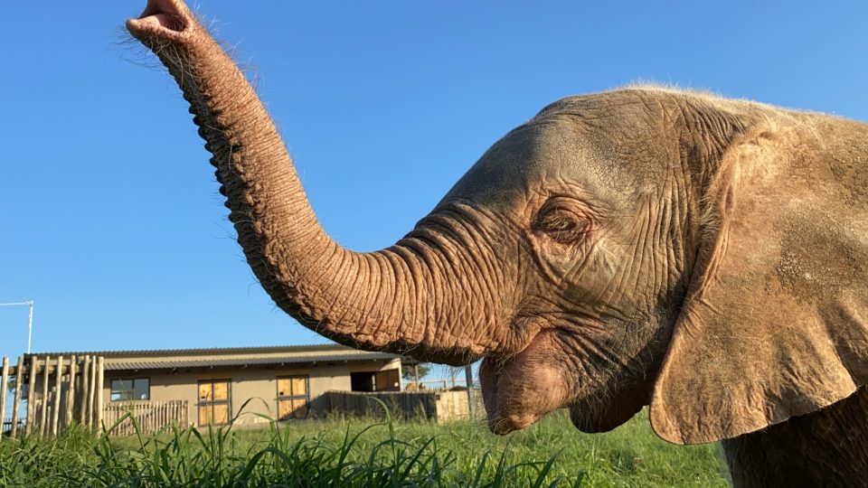 Khanyisa’s Big Year | The Albino Elephant Calf’s One Year Anniversary at HERD