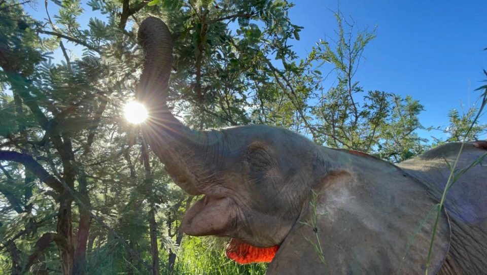 The Intricacies of Caring for a Baby Elephant! – An Update on Khanyisa’s Weight