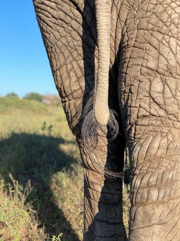 The Anatomy of an Elephant – The Elephant’s Tail