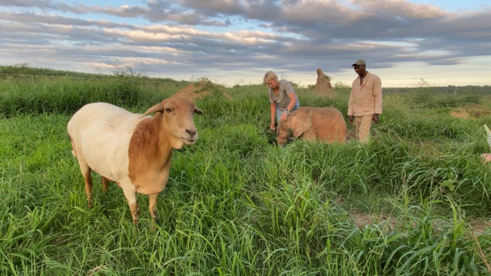 Lammie the Loving Legend Gets a Haircut