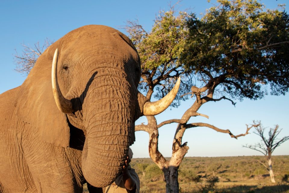 The Anatomy of an Elephant ~ The Elephant’s Tusks