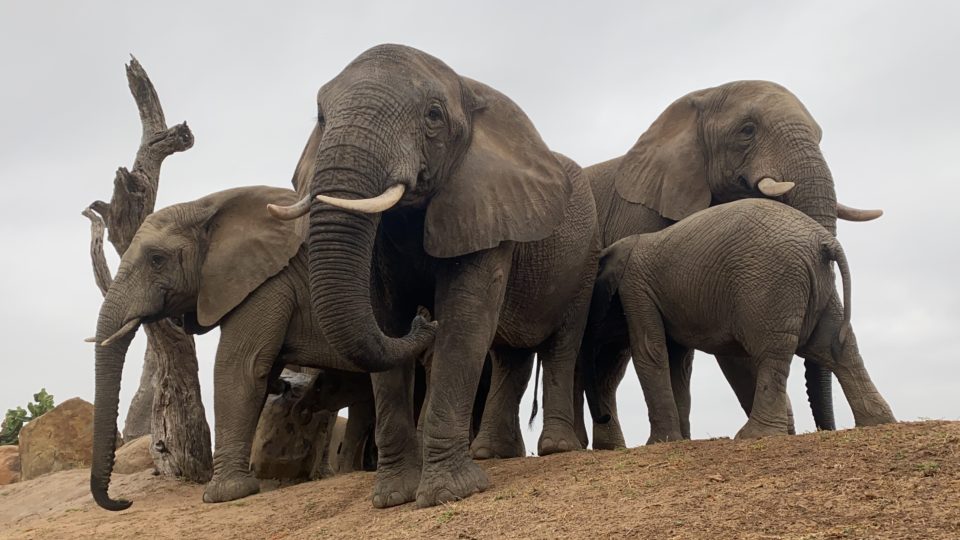 The Interesting Interactions Between the Jabulani Herd & Wild Elephants
