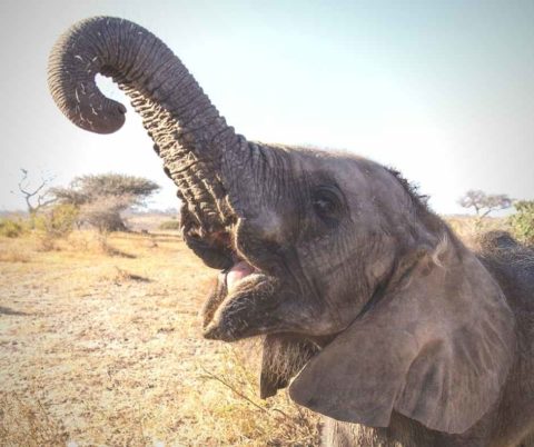 Remembering Mopane – Gone but never forgotten