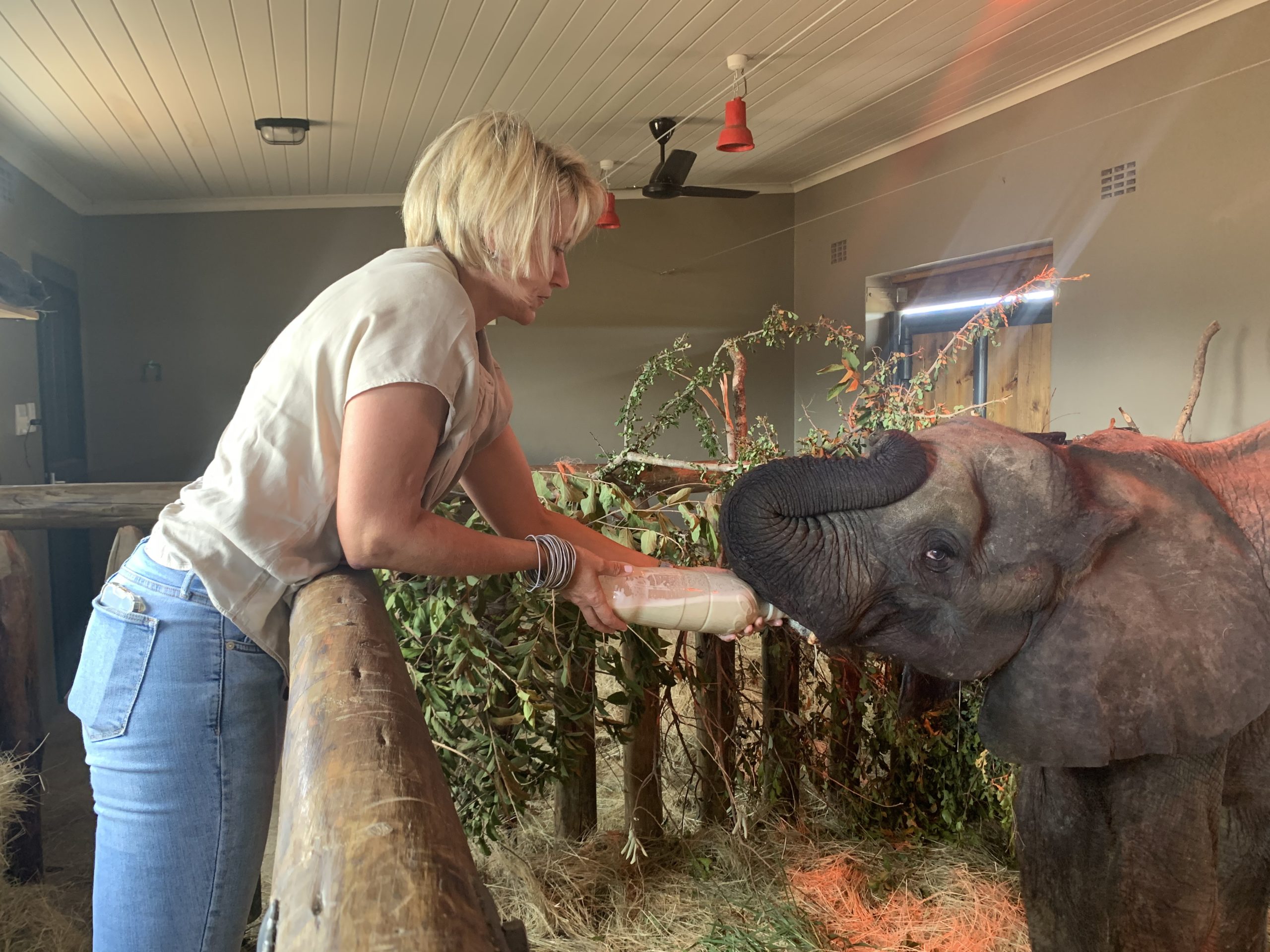 A New Orphan Elephant Calf at HERD: Fenya the Survivor