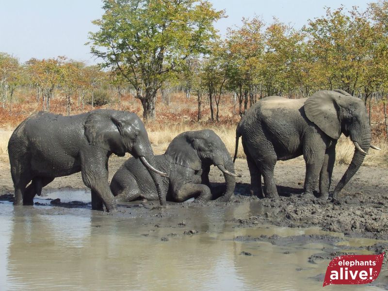 Carers, Owen & Godknows Go Elephant Tracking with Elephants Alive