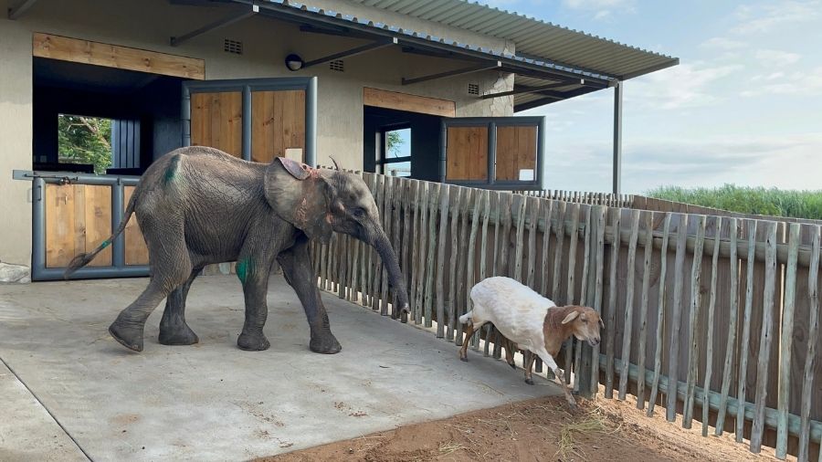 Farewell Fenya ~ You Are Always in our Hearts