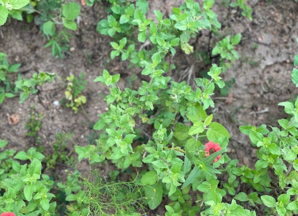 Taking Care of the Land that Cares for Us ~ A HERD Project