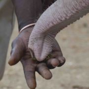 Learning from the Giants | A Study into the Personality of Elephants