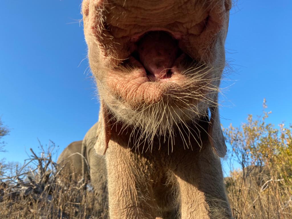 The Anatomy of an Elephant ~ The Elephant’s Hair
