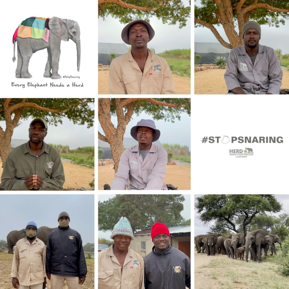 Stop Snaring ~ The Pandemic Facing Elephants Big & Small