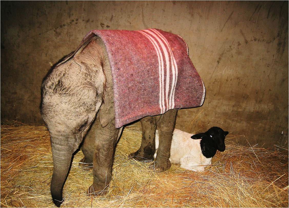 Stop Snaring ~ A Multi-Language Message from Our Elephant Carers