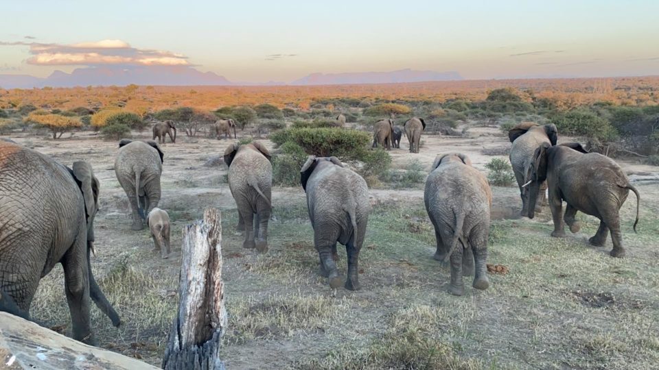 Elephants & Their Families: The Importance of Social Structures Within a Herd
