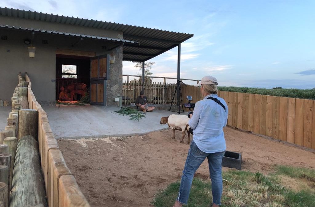 Albino Baby Elephant, Khanyisa & Her Journey in Blankets