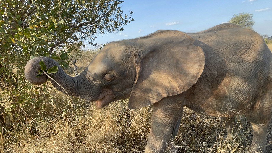 What it means when we call elephants “ecosystem engineers”