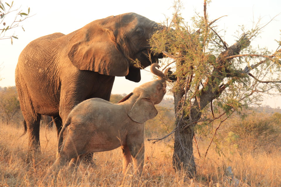 Beautiful Bubi, Adoring Elephant Allomother & Mother