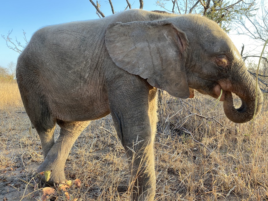 It Takes Guts to Raise a Baby Elephant… | Elephant Digestion 101