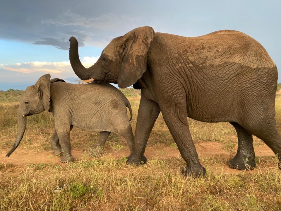 Get To Know 16 Year Old Female Elephant, Klaserie