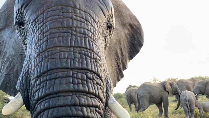 Curious, Playful Allomother, Female Elephant Klaserie