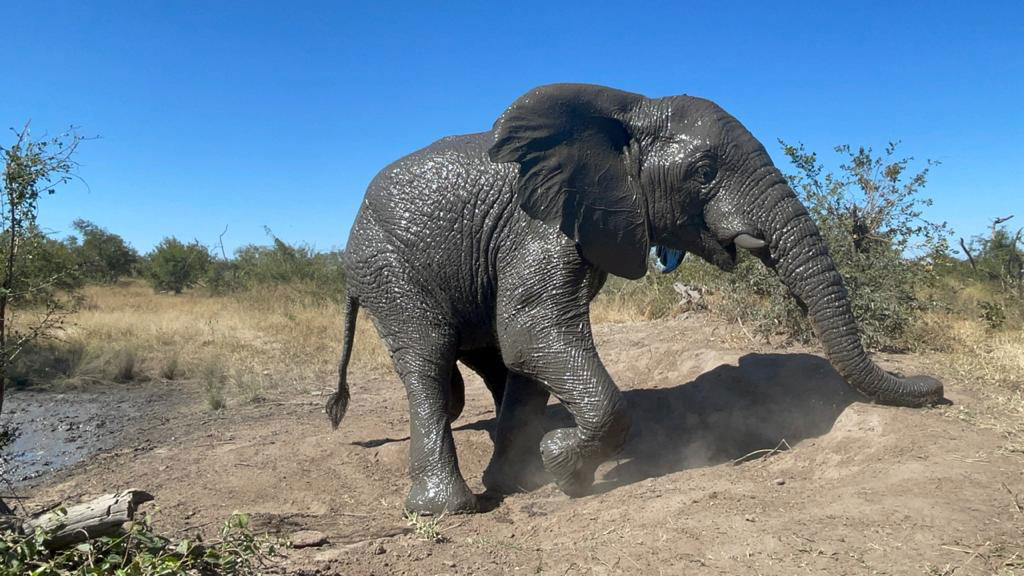 Marvelous Mambo, Young Elephant Bull and Big Brother