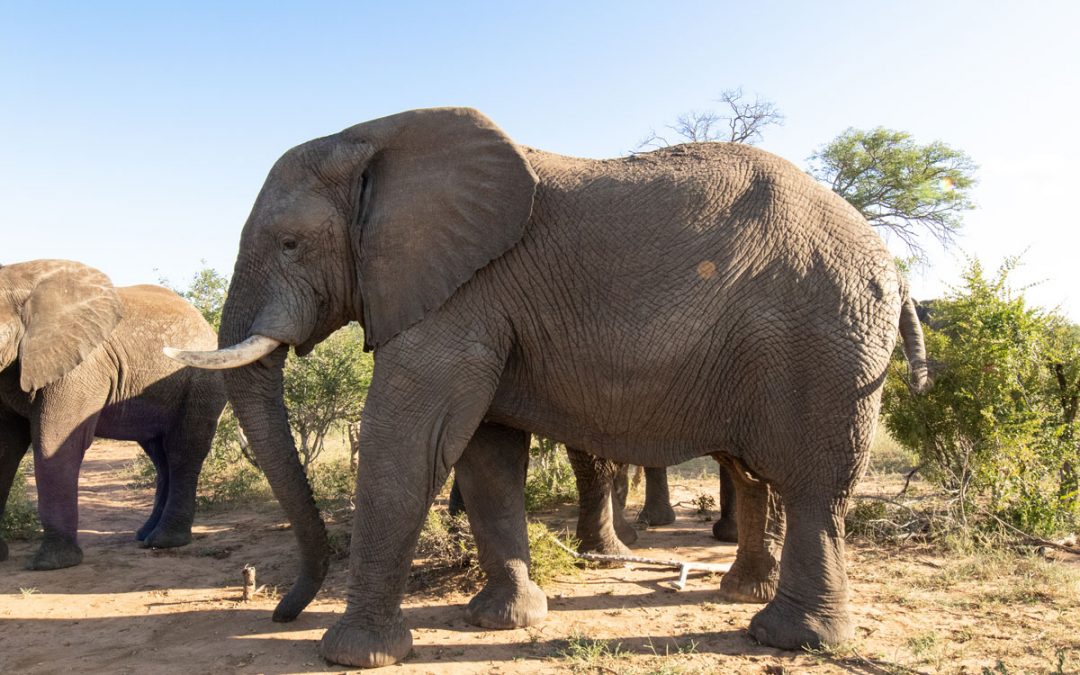 Protective & Loving Dominant Bull Elephant, Sebakwe