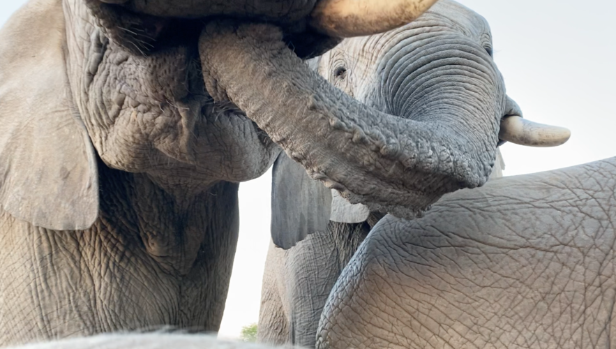 The Anatomy of an Elephant ~ The Jacobson Organ