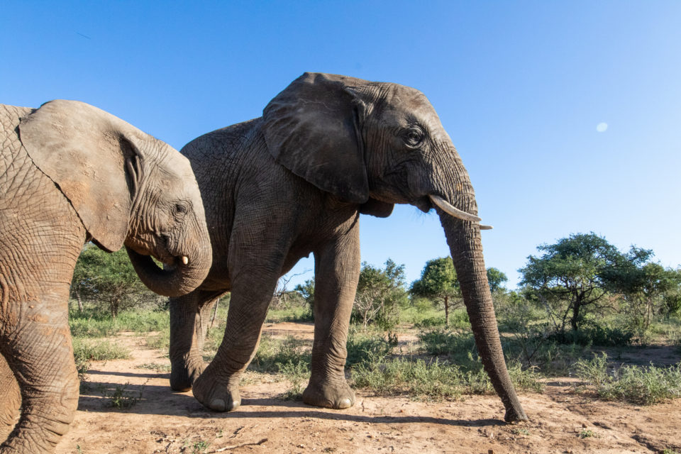 Limpopo’s Gentle Giant Show of Motherly Elephant Love