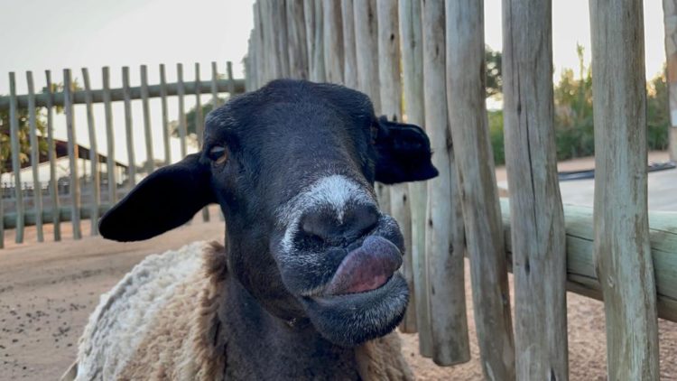 Nungu the Nurturer | A Companion Sheep To Elephant Orphans