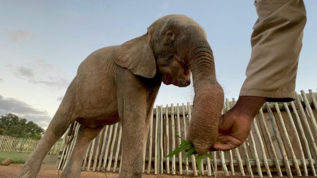 How We Keep the Elephant Herd Well Nourished All Year Round
