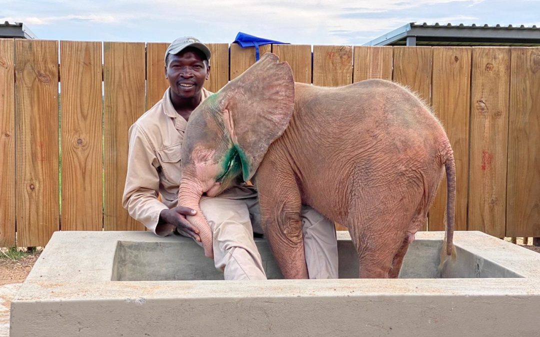A Celebration of Elephants with our Carers