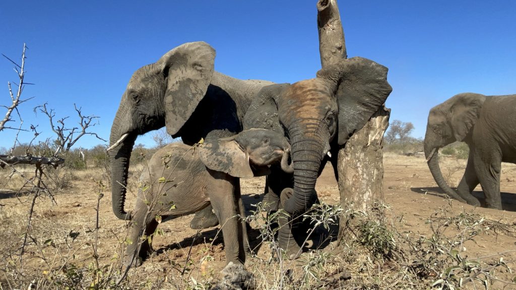Orphan Albino Elephant Khanyisa Gets Tusks!