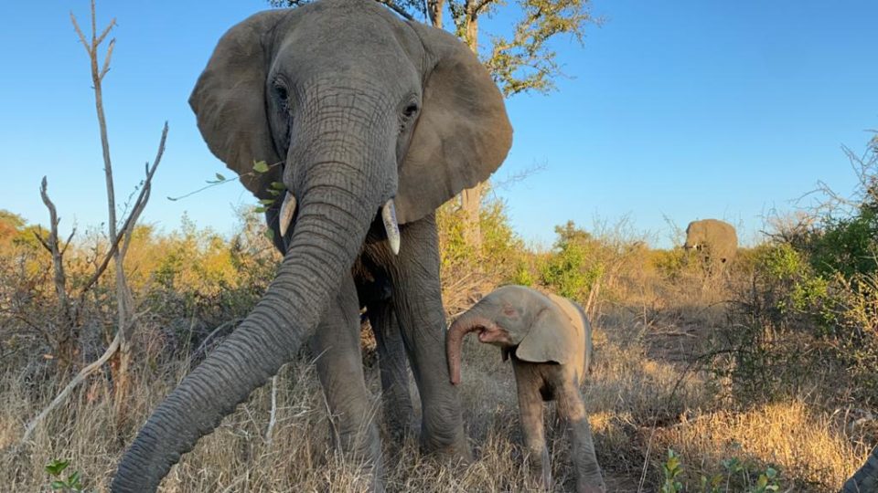 How’s Kumbura Doing? | An Update on a Special Elephant Orphan