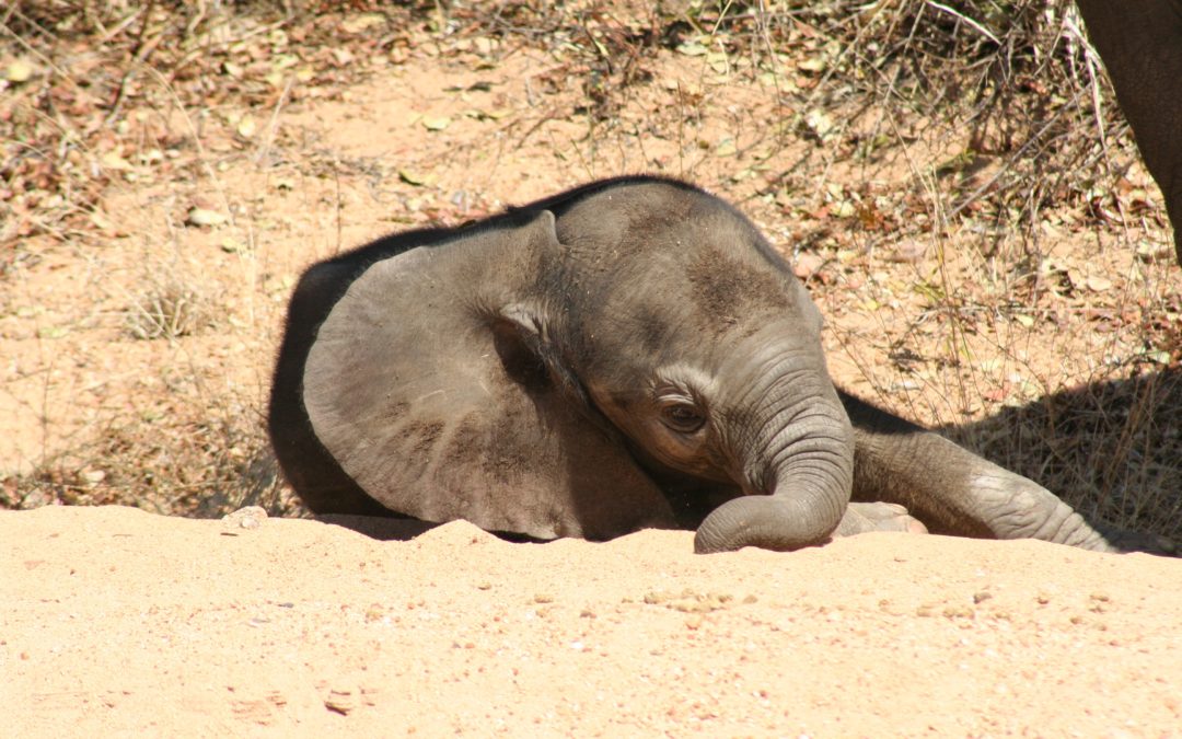 A Matriarch’s Daughter | Young Elephant Limpopo Turns 15